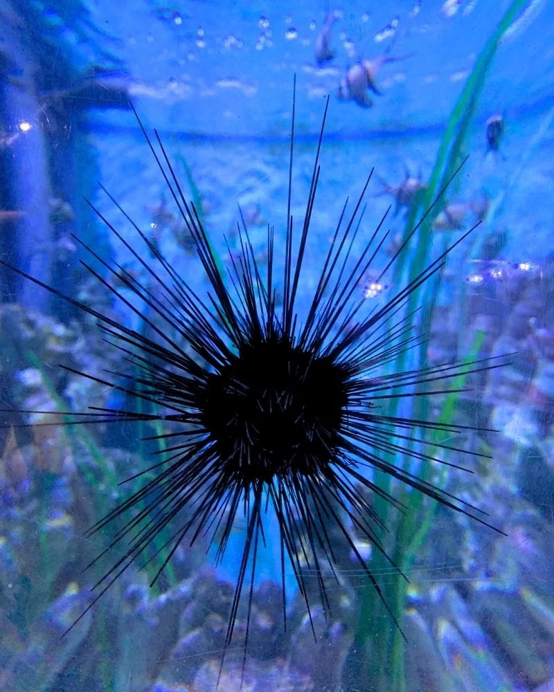 sea urchin