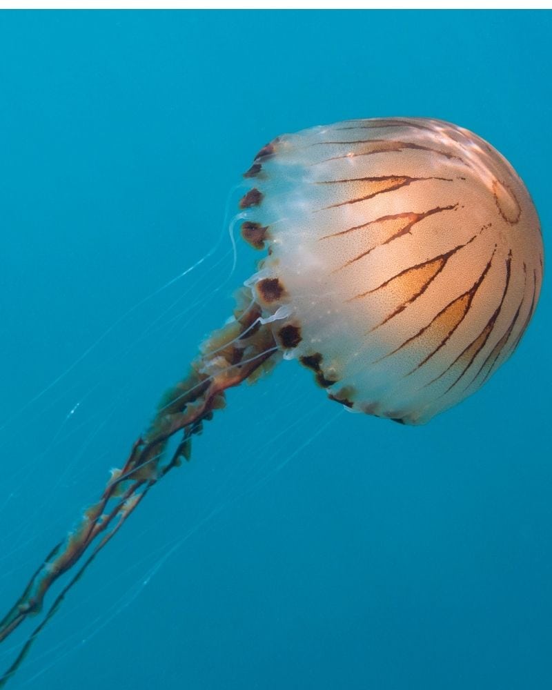 compass jellyfish