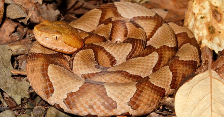 copperhead snake, one of the most dangerous animals in Virginia