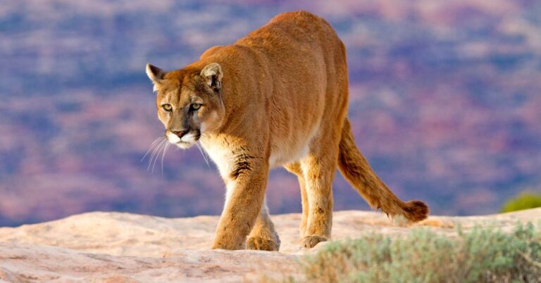 a prowling mountain lion, one of the most dangerous animals in california