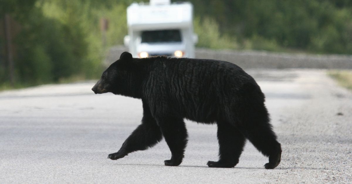 one of the most dangerous animals in geogria, a black bear crosses in front of rv on a rural road