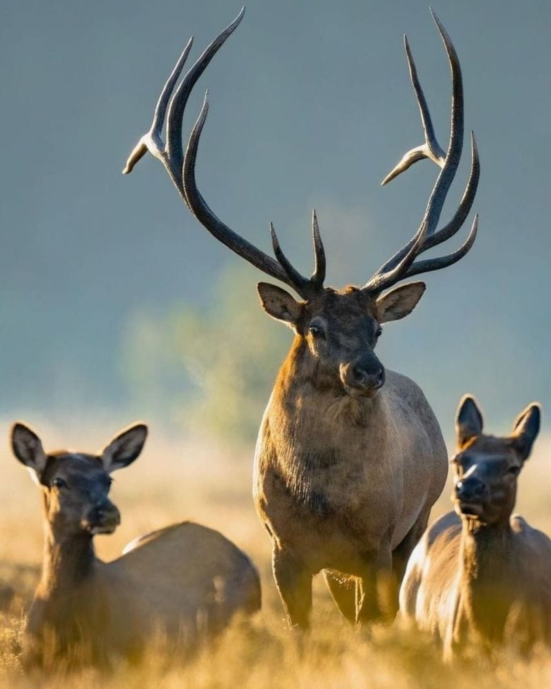 elk bull and two cows