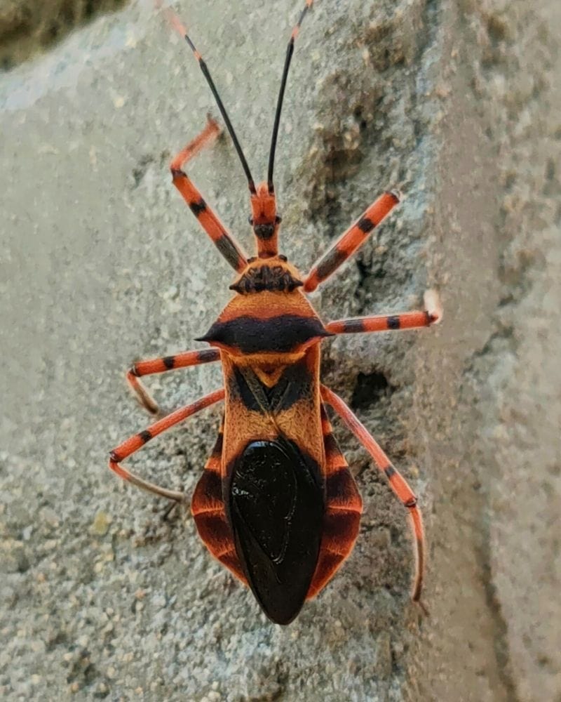 Kissing Bug