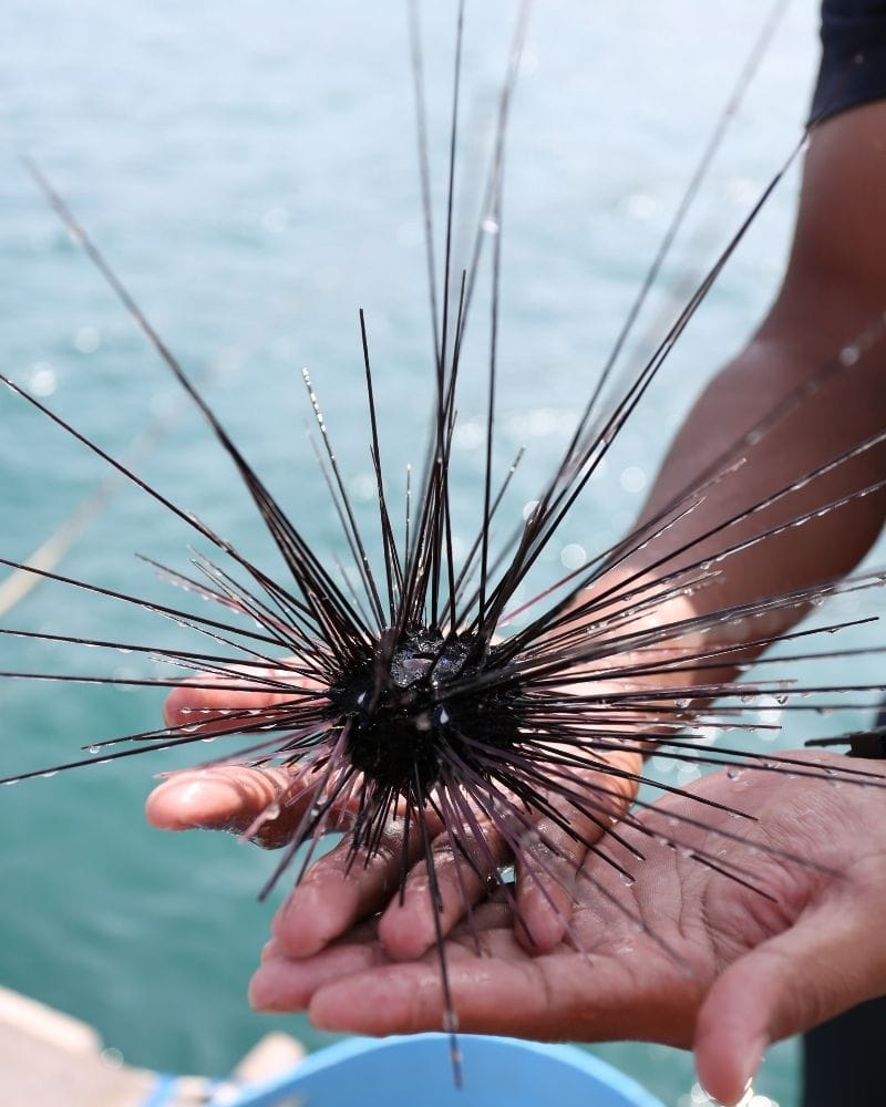 person holding a sea urchin out of water