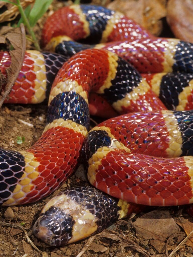 Eastern Coral Snake