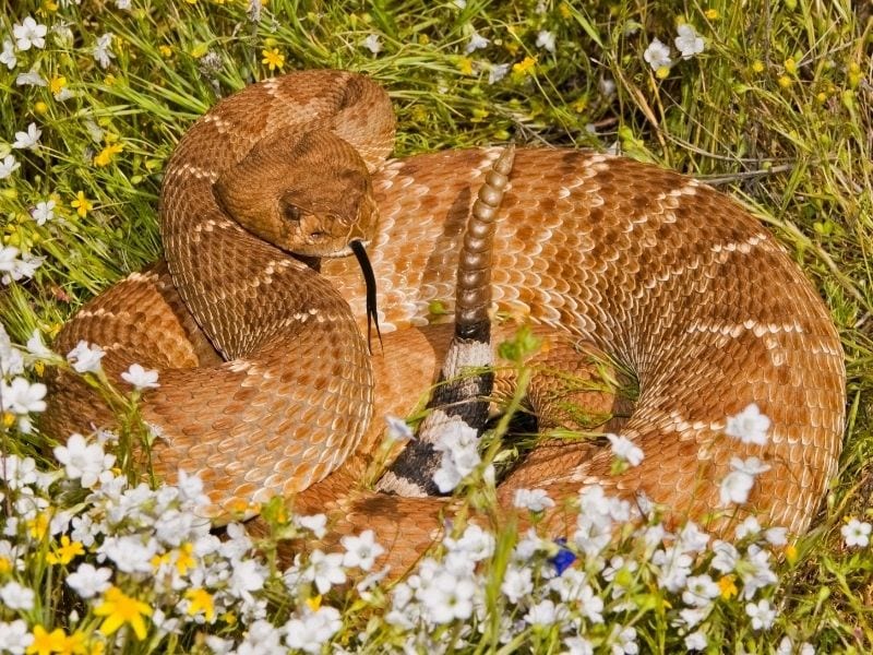 Red diamond rattlesnake