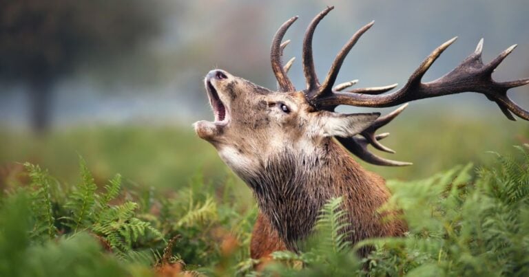 red deer is one of the most Dangerous Animals in the UK