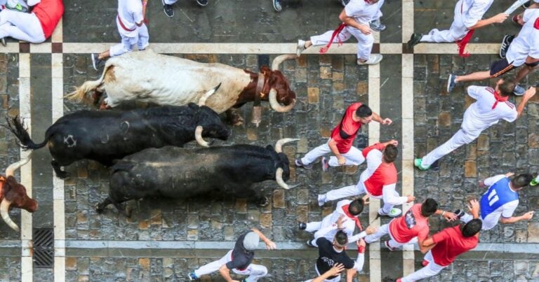 annual running with the bulls, one of the dangerous animals in spain