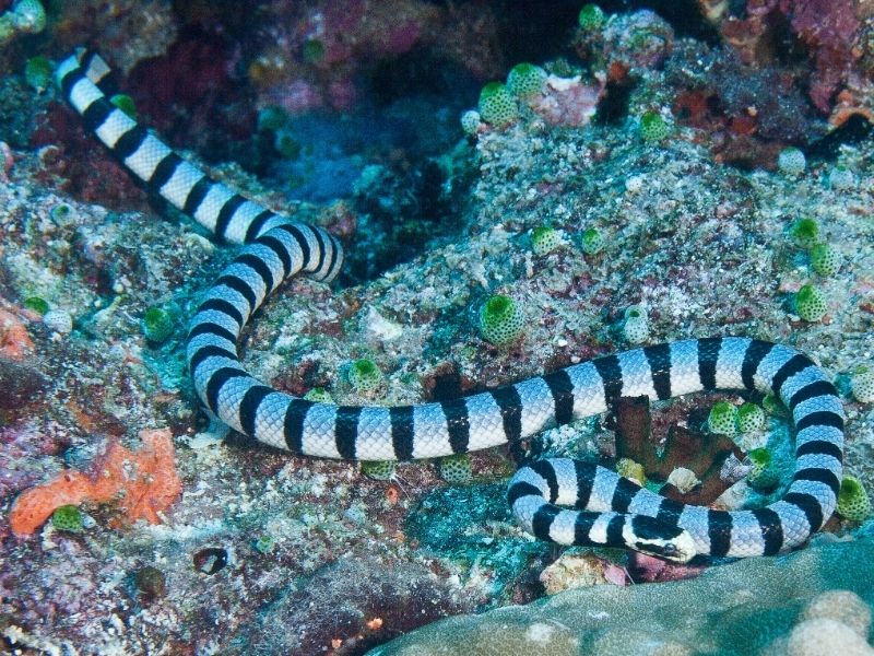 swimming Sea Snake