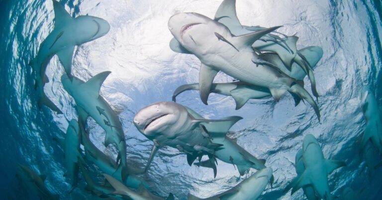 sharks are some of the most dangerous animals in the US virgin islands