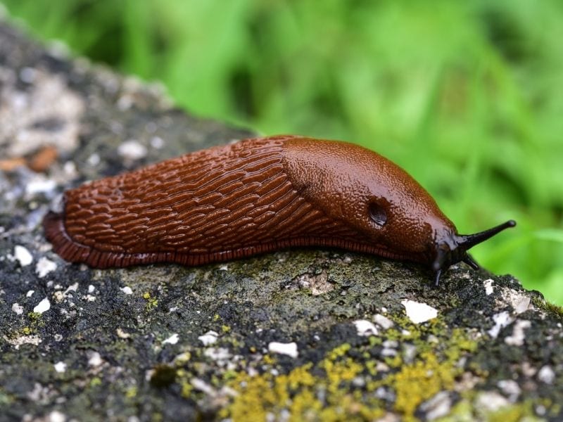 slug on a rock