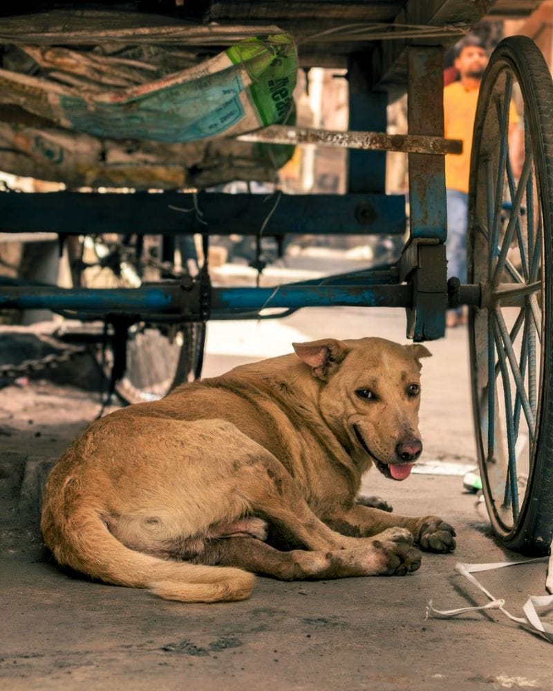 stray dog in thailand