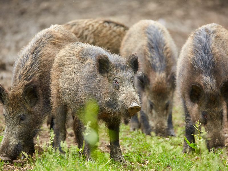 sounder of wild hogs