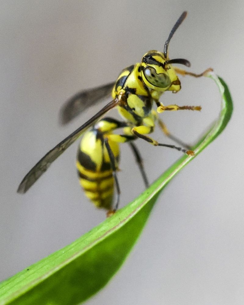 yellow jacket on a leaf