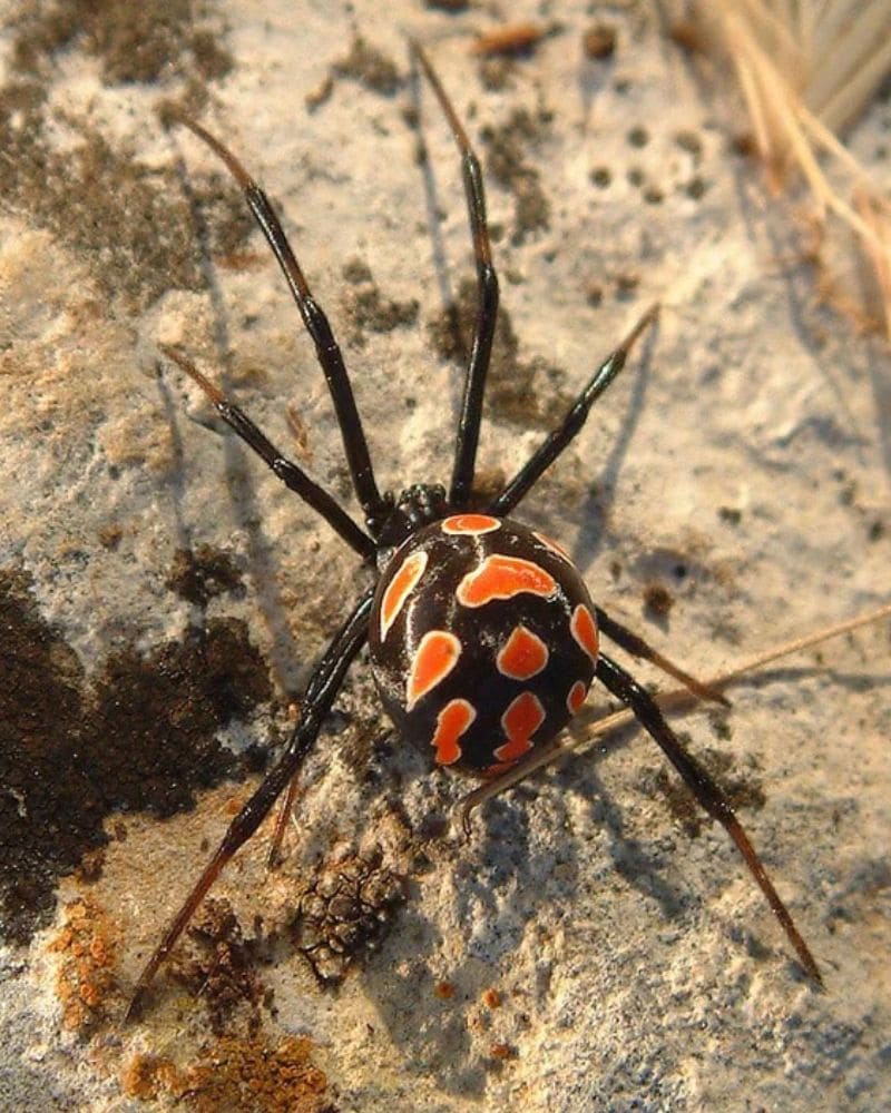 Mediterranean Black Widow Spider